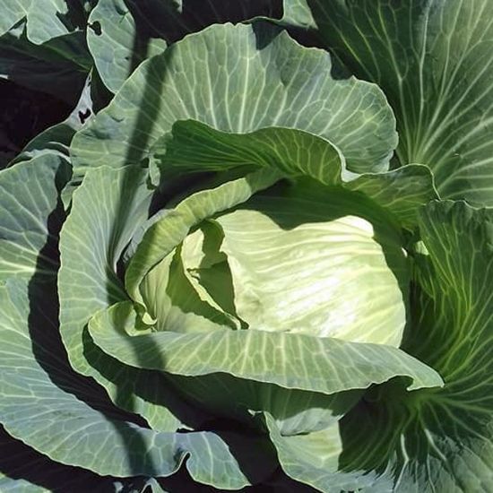 Picture of Bravo Cabbage Plant