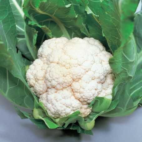 Picture of Candid Charm Cauliflower Plant