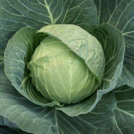 Picture of Headstart Cabbage Plant