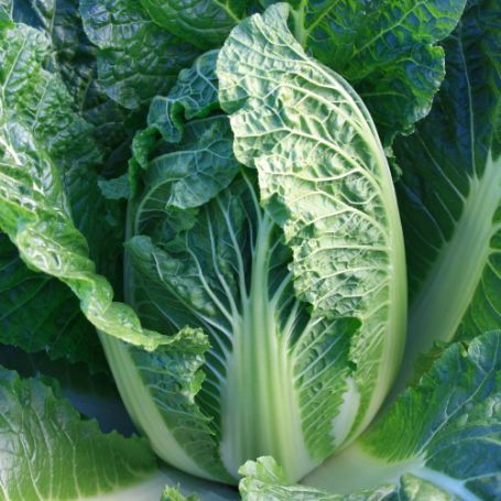 Picture of China King Chinese Cabbage Plant