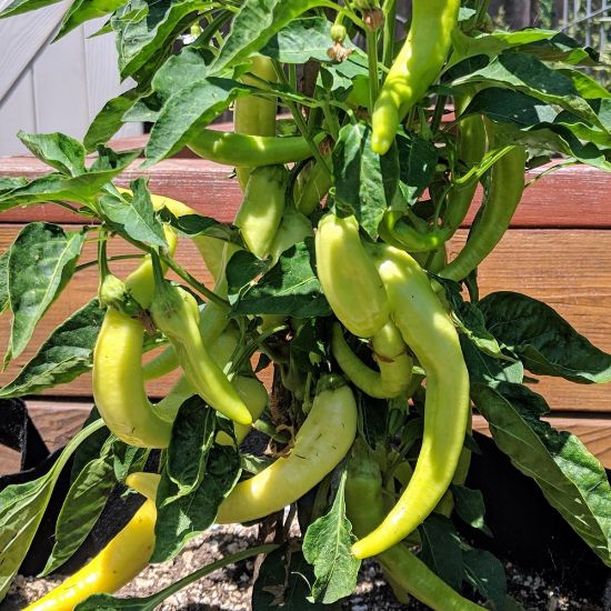 Picture of Hot Banana Hot Pepper Plant