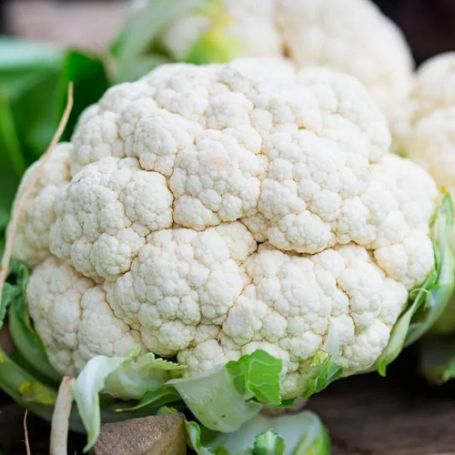 Picture of Early Snowball Cauliflower Plant