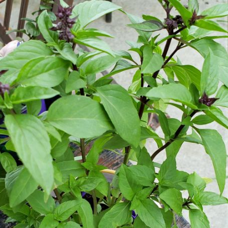 Picture of Cinnamon Basil Herb Plant