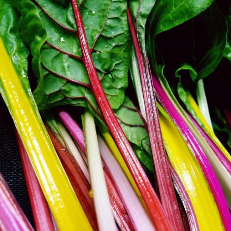 Picture of Five Color Silverbeet Swiss Chard
