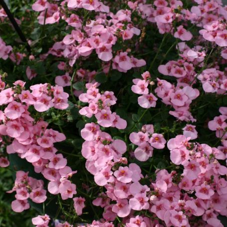 Picture of Darla Light Pink Diascia Plant