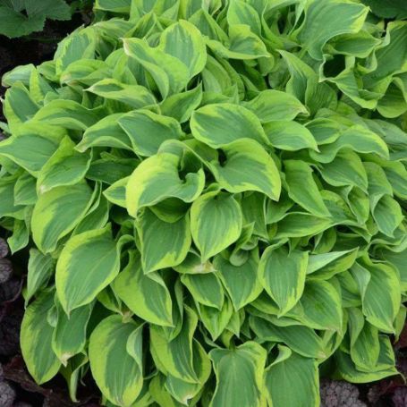 Picture of Wrinkle in Time Hosta Plant