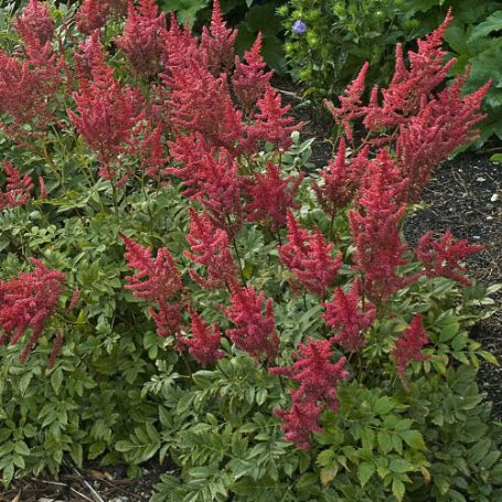Picture of August Light Astilbe Plant