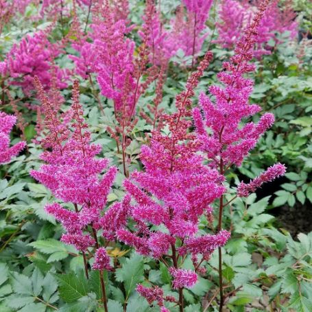 Picture of Maggie Daley Astilbe Plant