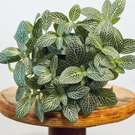 Picture of White Fittonia Nerve Houseplant