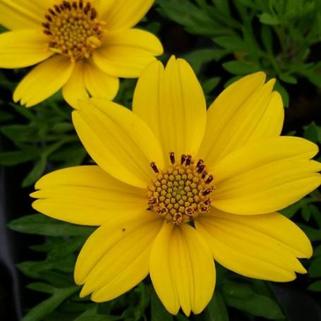 Picture of Popstar Bidens Plant