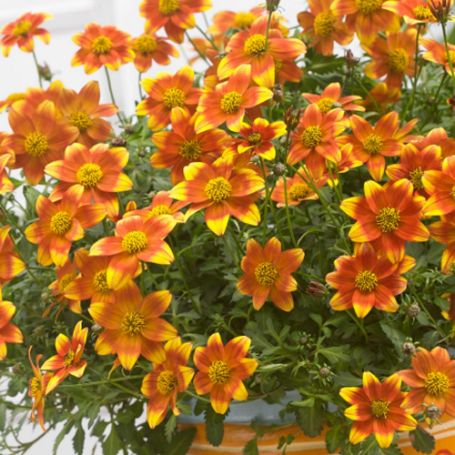 Picture of Beedance® Painted Red Bidens Plant