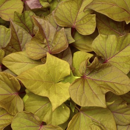 Picture of Sidekick™ Heart Bronze Ipomoea Plant