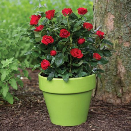 Picture of Knock Out® Petite Rose Bush