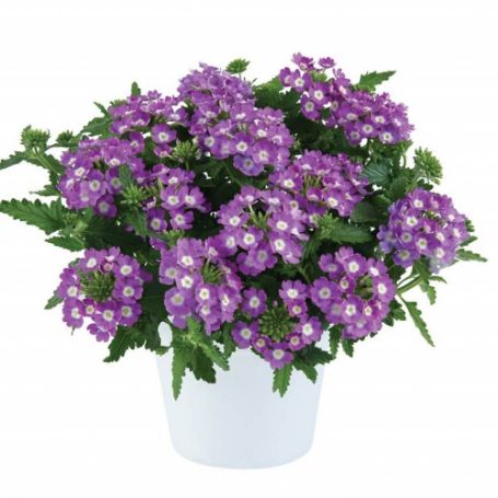 Picture of Vanessa™ Compact Violet Verbena Plant