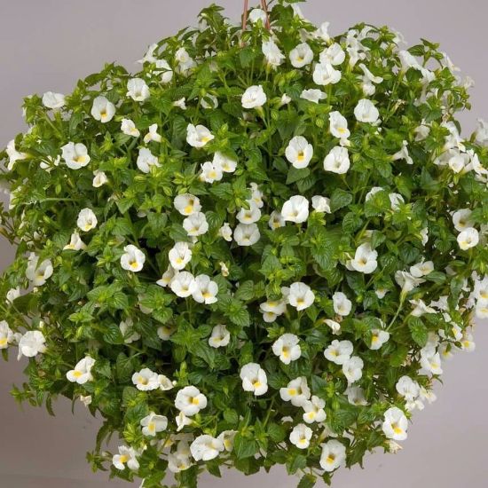 Picture of White Moon Torenia Plant