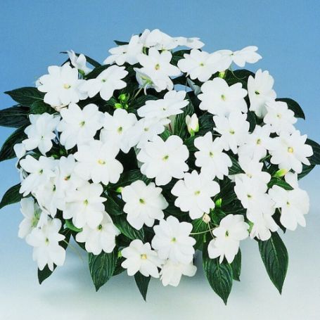 Picture of Harmony® White Impatiens Plant