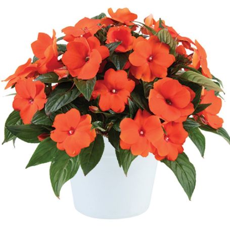 Picture of Harmony® Fire Impatiens Plant