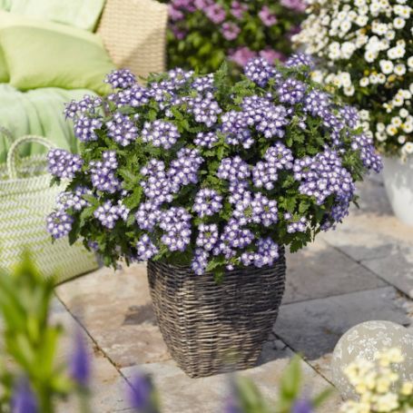 Picture of Empress™ Flair Blue Charme Verbena Plant