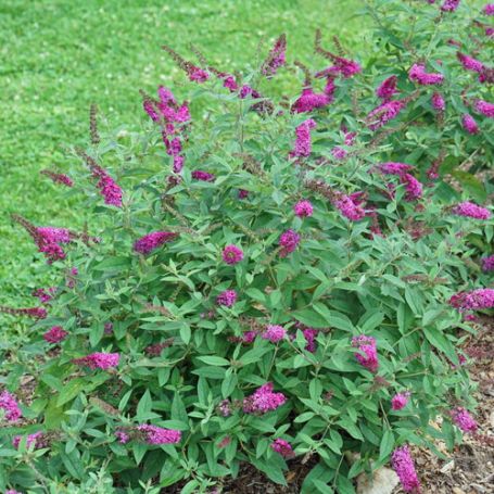 Picture of Lo & Behold Ruby® Chip Buddleia Shrub