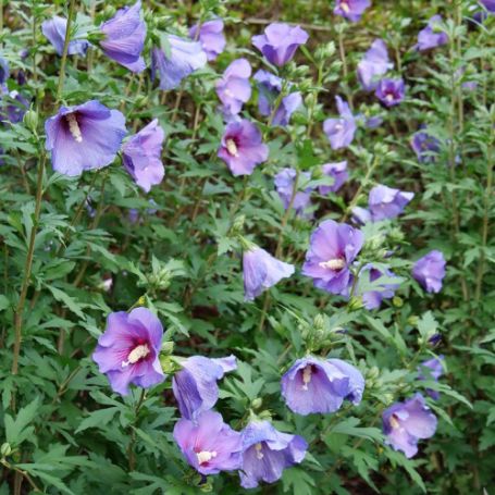 Picture of Paraplu Violet® Rose of Sharon Plant