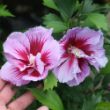 Picture of Purple Pillar® Rose of Sharon Plant