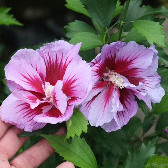 Picture of Purple Pillar® Rose of Sharon Plant
