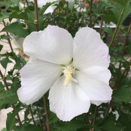 Picture of White Pillar® Rose of Sharon Plant