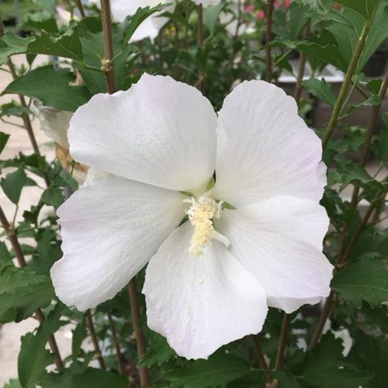 Picture of White Pillar® Rose of Sharon Plant