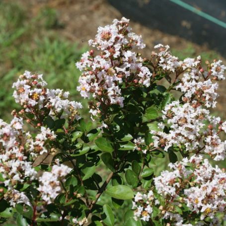 Picture of Infinitini® White Lagerstroemia Plant