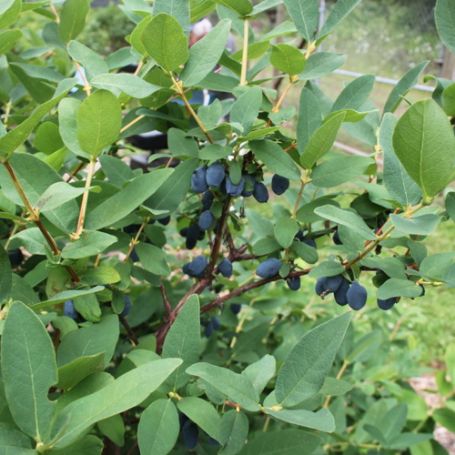 Picture of Yezberry Sugar Pie® Honeyberry Plant