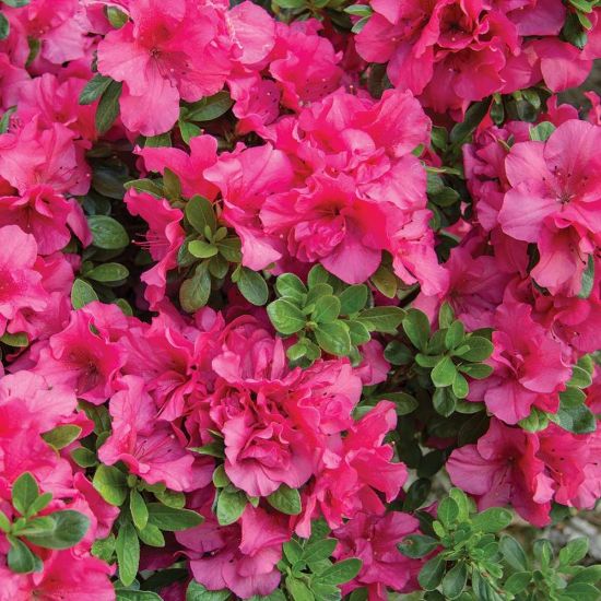 Picture of Bloom-a-Thon® Hot Pink Rhododendron Shrub