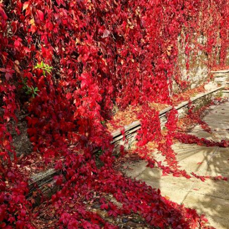 Picture of Red Wall Virginia Creeper