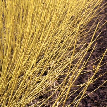 Picture of Arctic Fire® Yellow Dogwood Bush