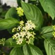 Picture of Arctic Fire® Yellow Dogwood Bush