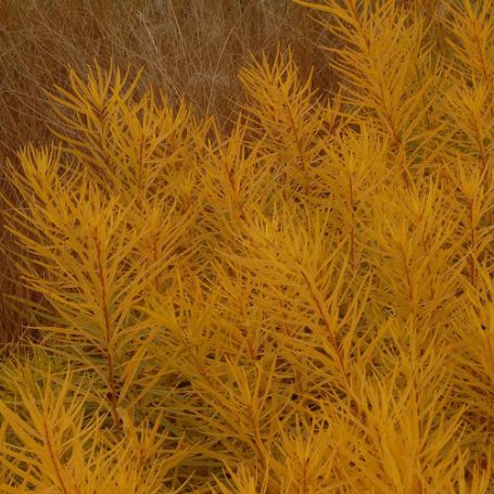 Picture of Butterscotch™ Amsonia Plant