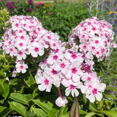 Picture of Flame® White Eye Garden Phlox Plant