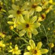 Picture of Moonbeam Coreopsis Plant