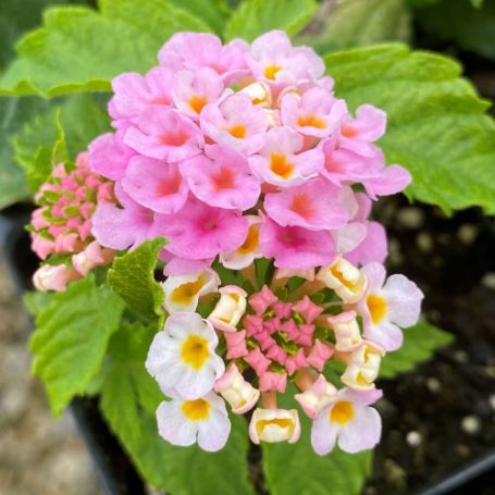 Picture of Bright Pink Lantana Plant