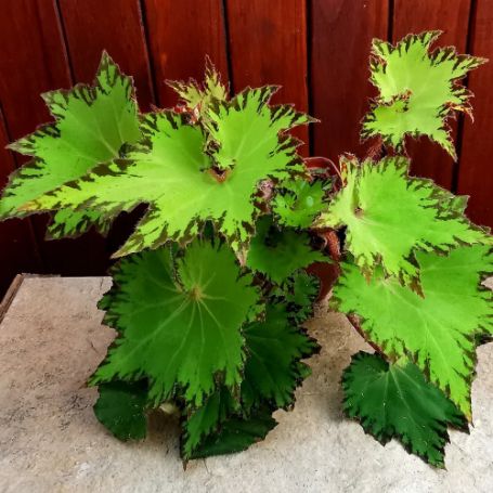 Picture of River Nile Rex Begonia