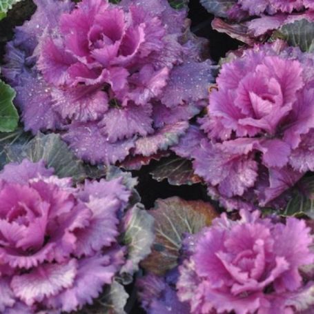 Picture of Osaka Red Ornamental Cabbage Plant