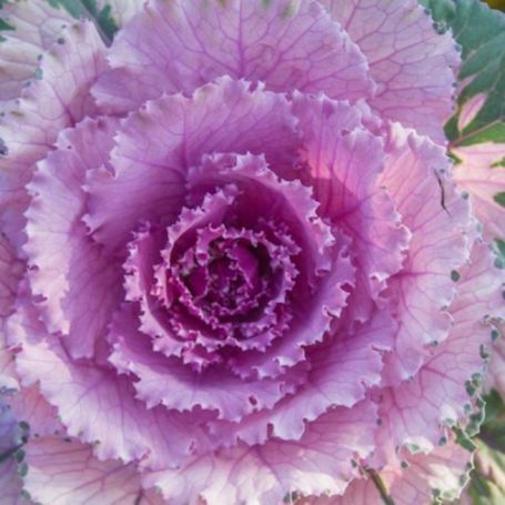 Picture of Osaka Pink Ornamental Cabbage Plant
