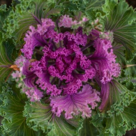 Picture of Nagoya Red Ornamental Kale Plant