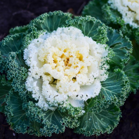 Picture of Nagoya White Ornamental Kale