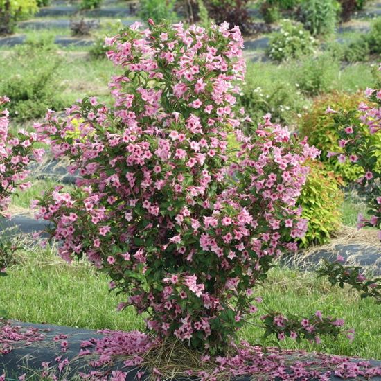 Picture of Sonic Bloom® Pure Pink Weigela Plant