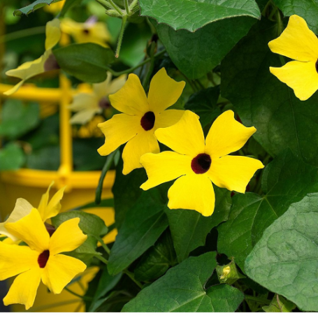 Picture of Sunrise Yellow Thunbergia Plant