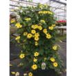 Picture of Sunrise Yellow Thunbergia Plant