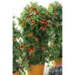 Picture of Sunrise Orange Thunbergia Plant