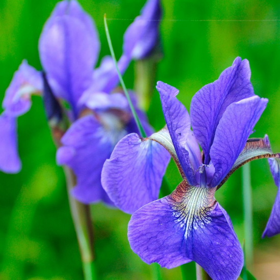 Picture of Caesar's Brother Siberian Iris Plant