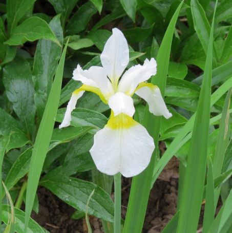 Picture of White Swirl Siberian Iris Plant