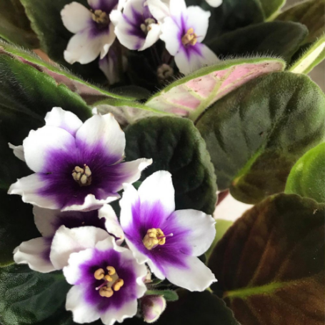 Picture of Purple Bicolor African Violet Houseplant
